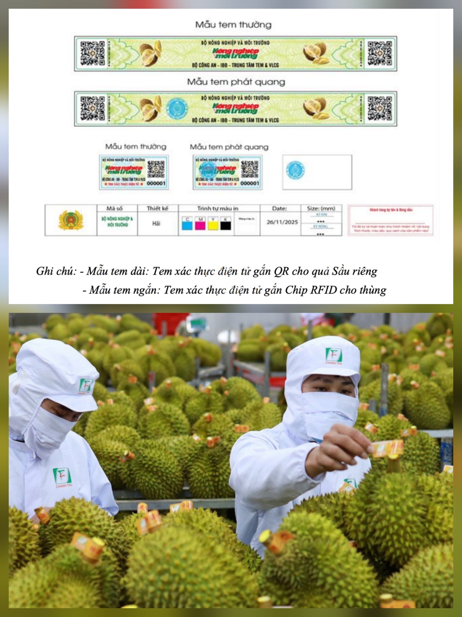 Minh họa mẫu tem truy xuất nguồn gốc cho sầu riêng